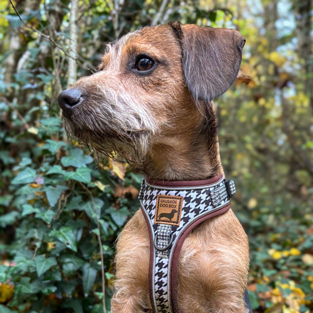 Houndstooth Anti-Rub Dachshund Harness For Sausage Dogs