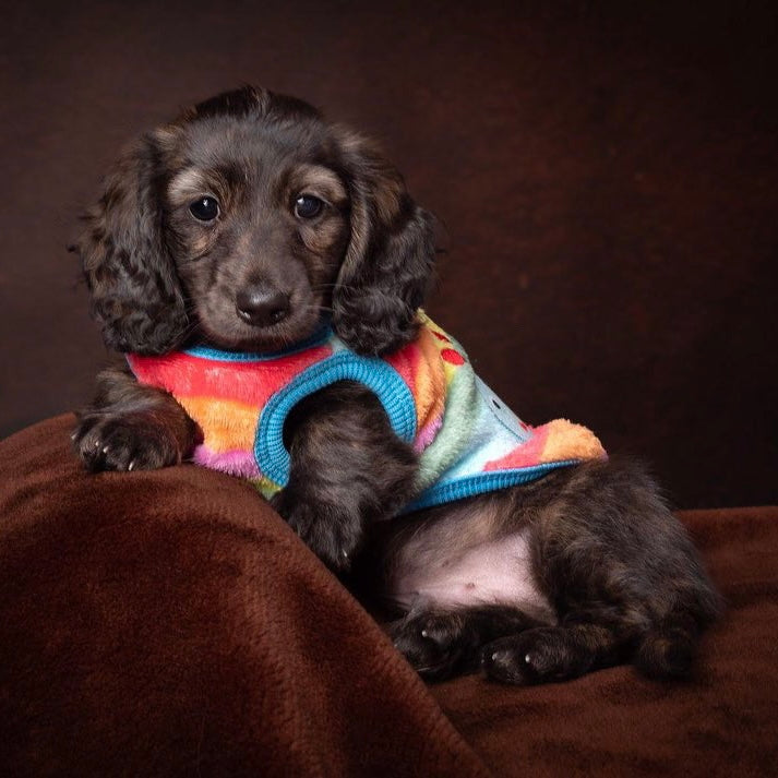 Caterpillar Sausage Dog Box Puppy PJ Jumper