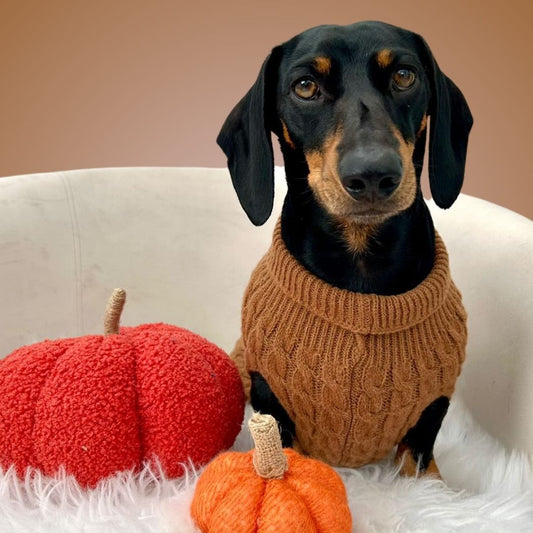 Gingerbread Cookie Luxury Cable Knit Dachshund Jumper - Sausage Dog Box