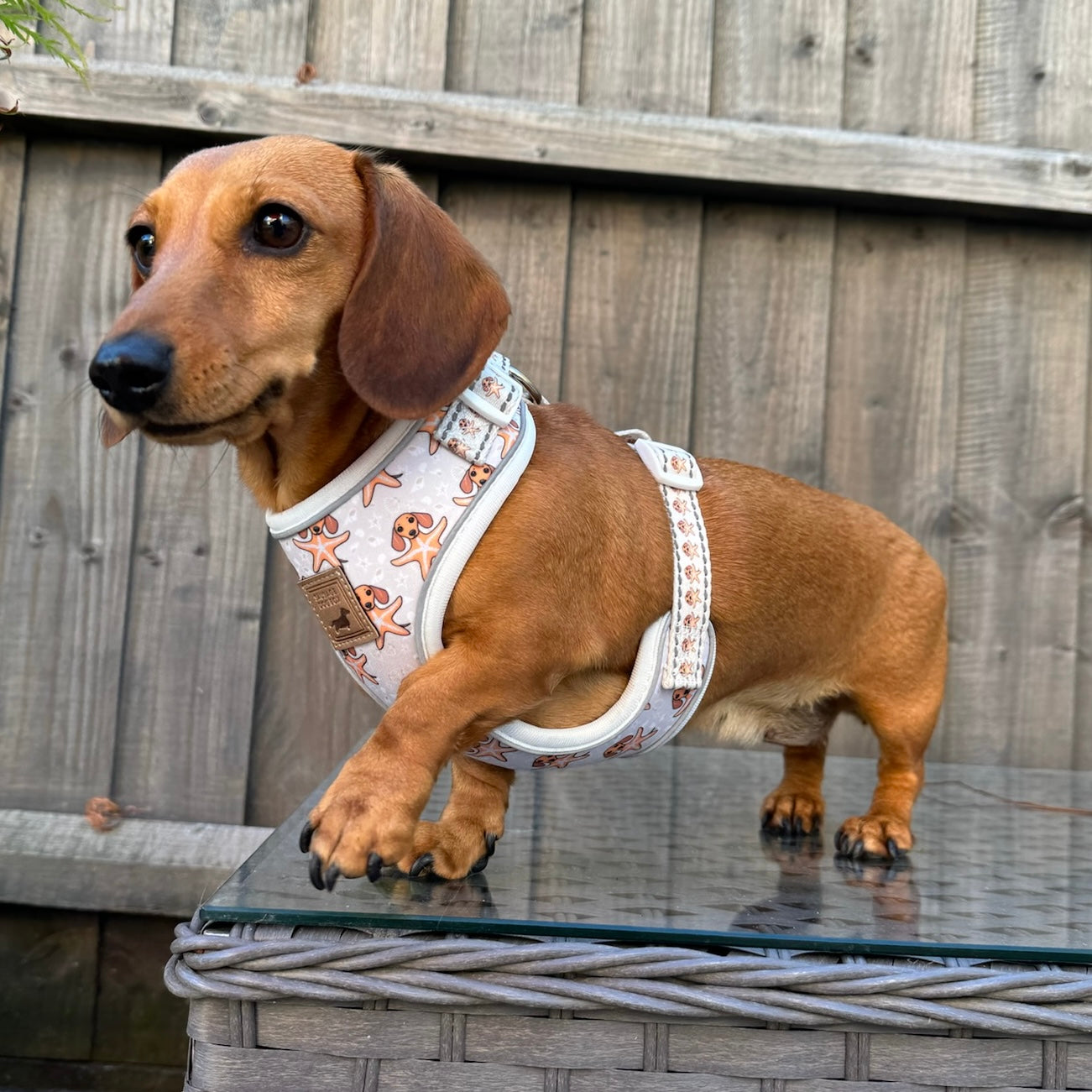 Anti-Rub Dachshund Harness - Ahoy Star Sausage