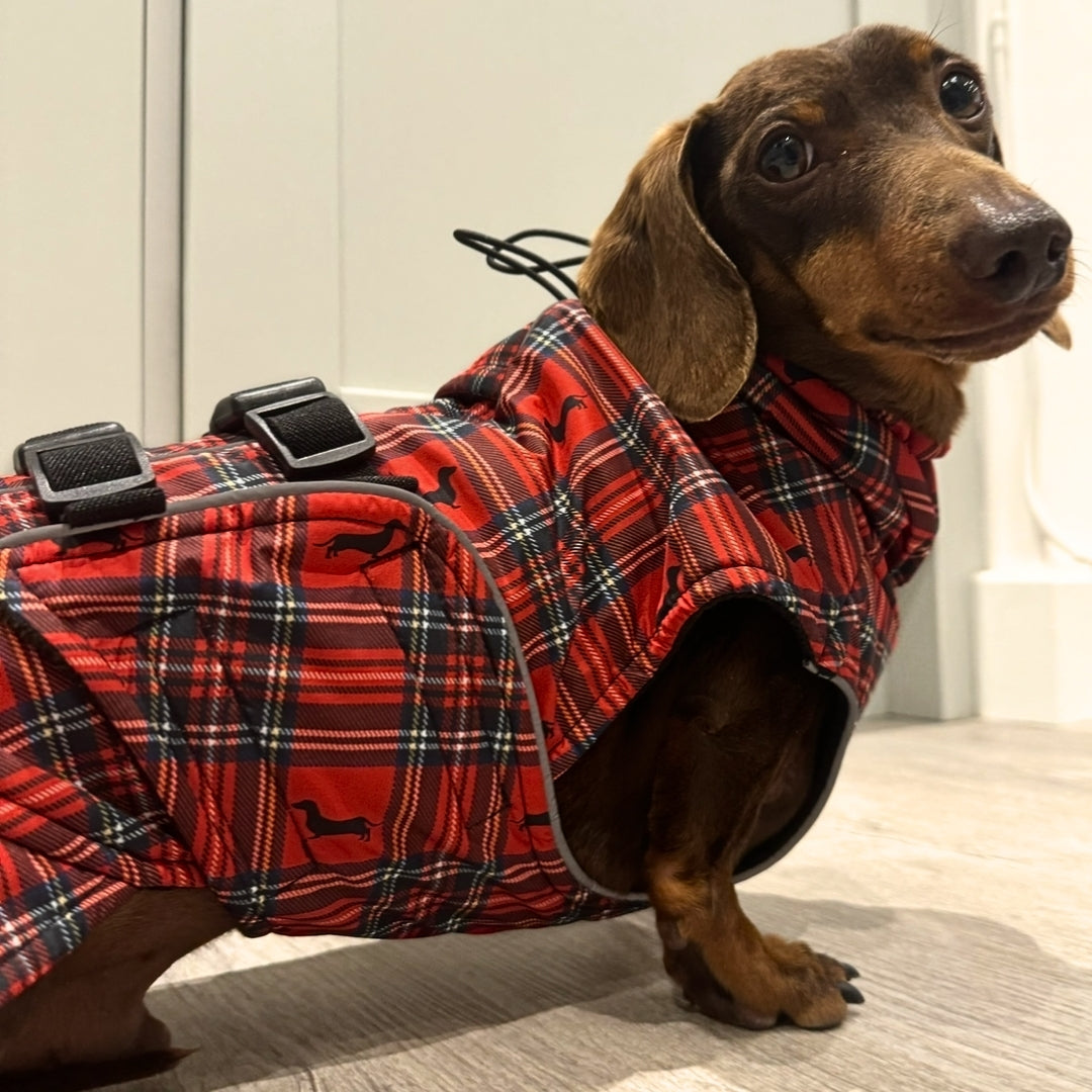 Sausage Dog Box Perfect Fit Dachshund Coat - Tart’n Up