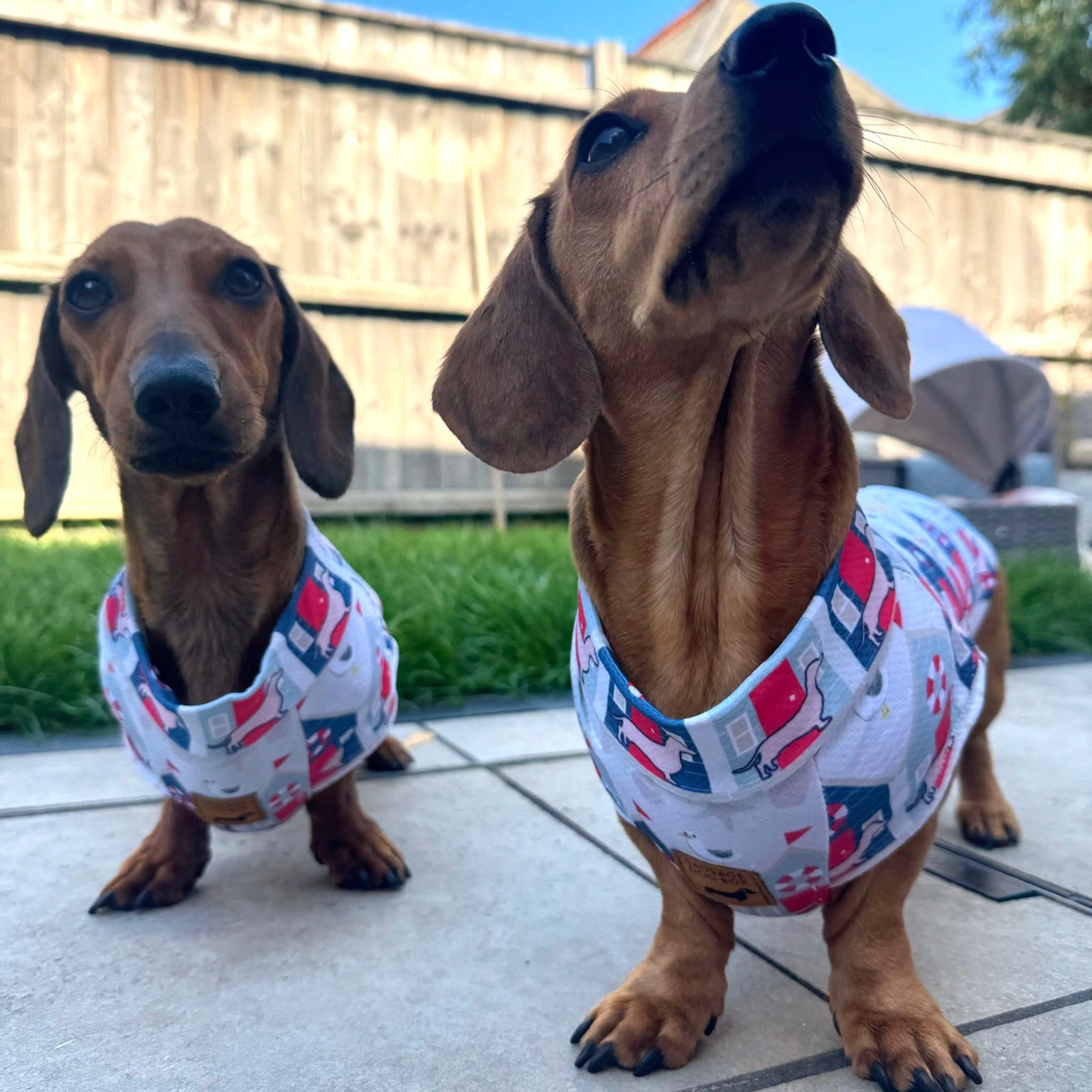 Nautical Sandy Sausage DoxieCool Dachshund Cooling Vest For Dachshund Dogs