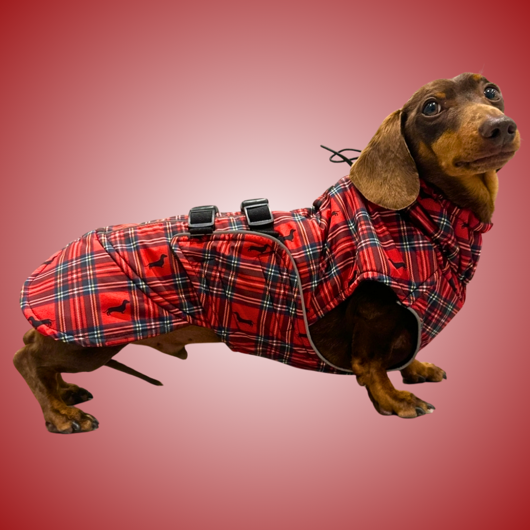 Sausage Dog Box Perfect Fit Dachshund Coat - Tart’n Up