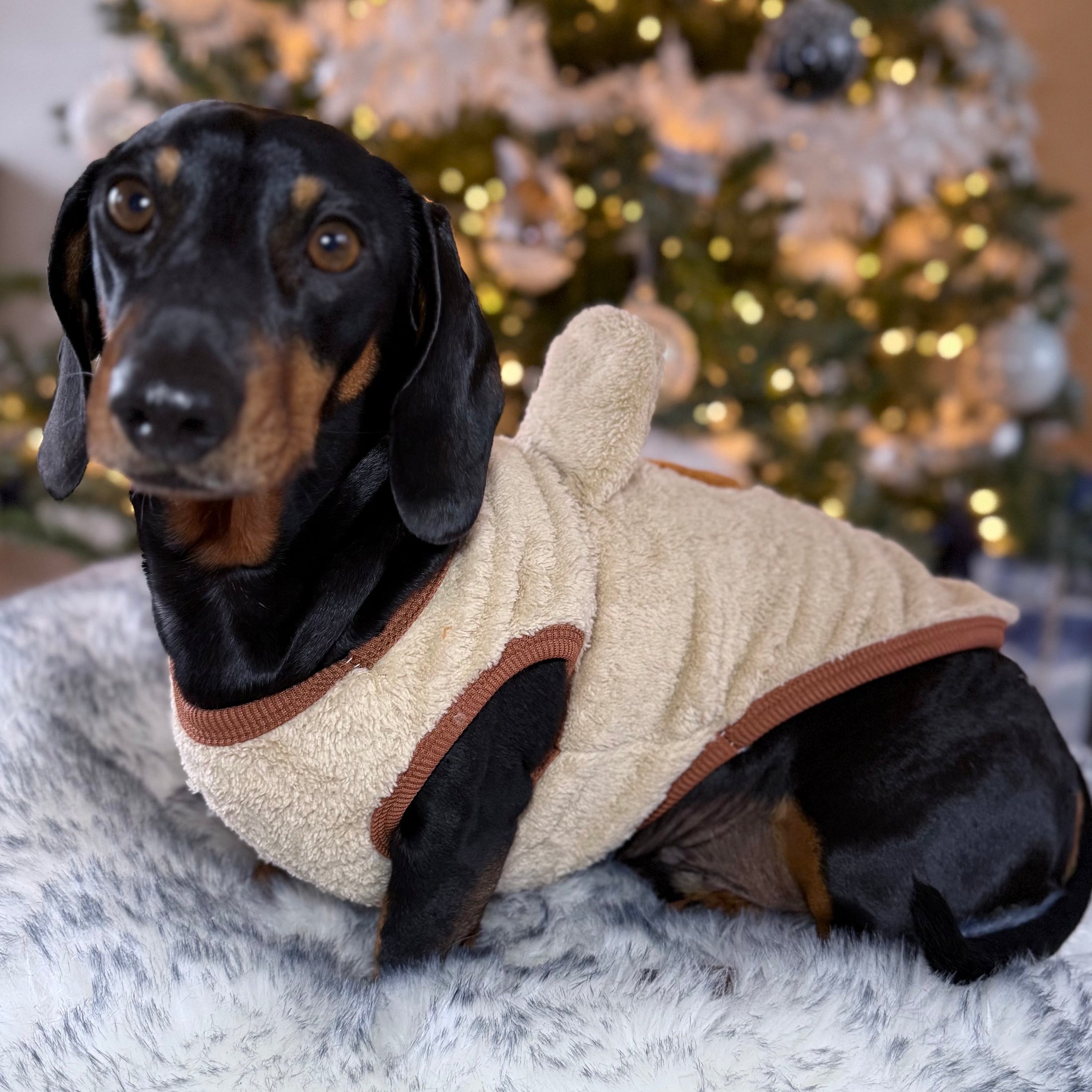 ’Beary Cute’ Dachshund Fleece PJ's | Sausage Dog Box