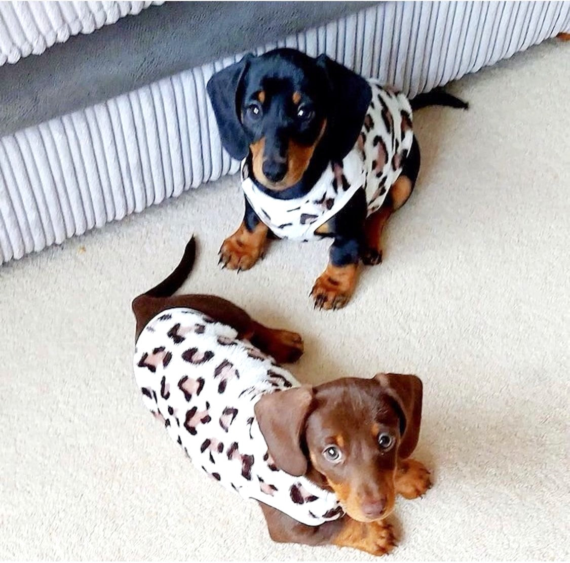 Sausage Dog Box, Dachshund Leopard Cute Cosy Dachshund PJ's Jumper