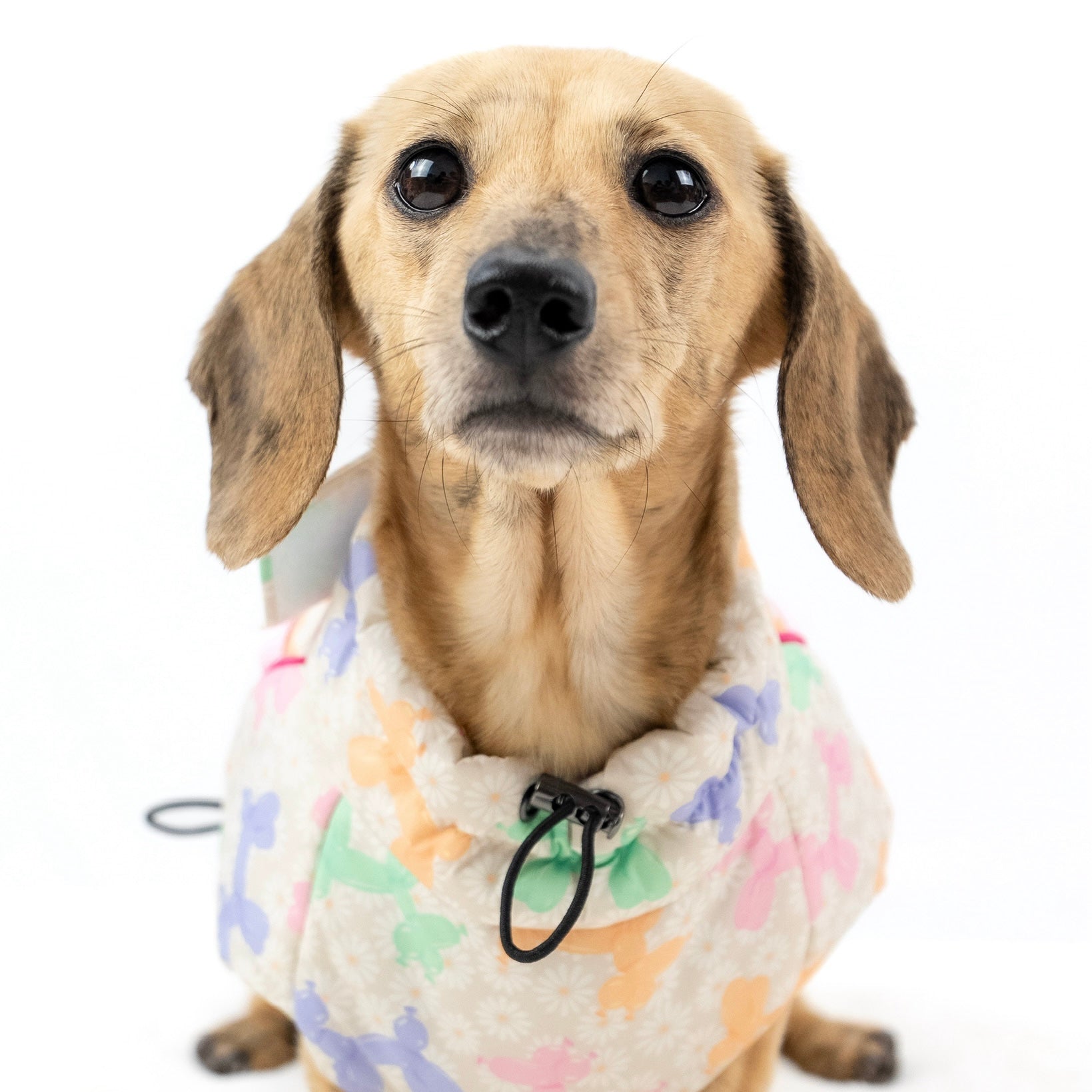 Daisy Balloon Thermal Dachshund Puffer Jacket Sausage Dog Harness Coat