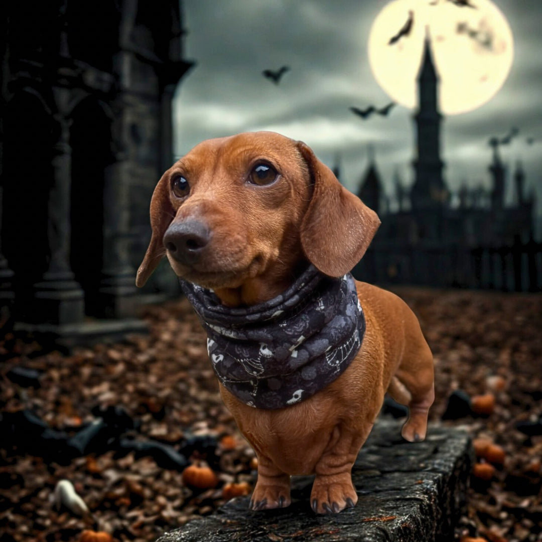 Black Twilight Doxie Dachshund Dog Snood