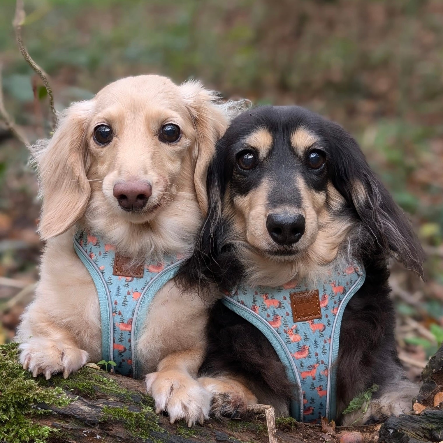 Woodland Weens DoxieLite Anti-Rub Sausage Dog Harness
