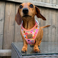 Load image into Gallery viewer, It's All Groovy Anti-Rub Dachshund Harness
