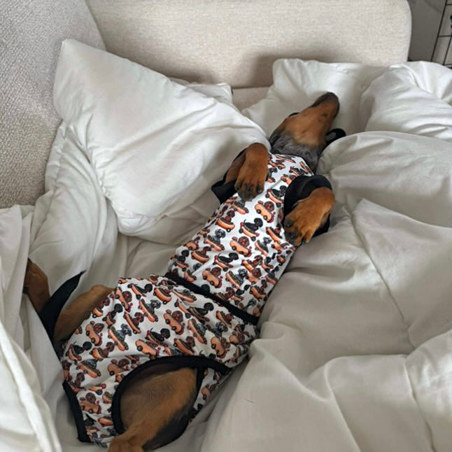 Antibacterial Dachshund Dog Surgery Suit | Sausage Dog Recovery / Allergy Outfit