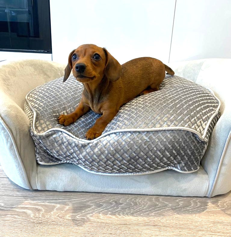 Sausage Dog Box Molly Sofa