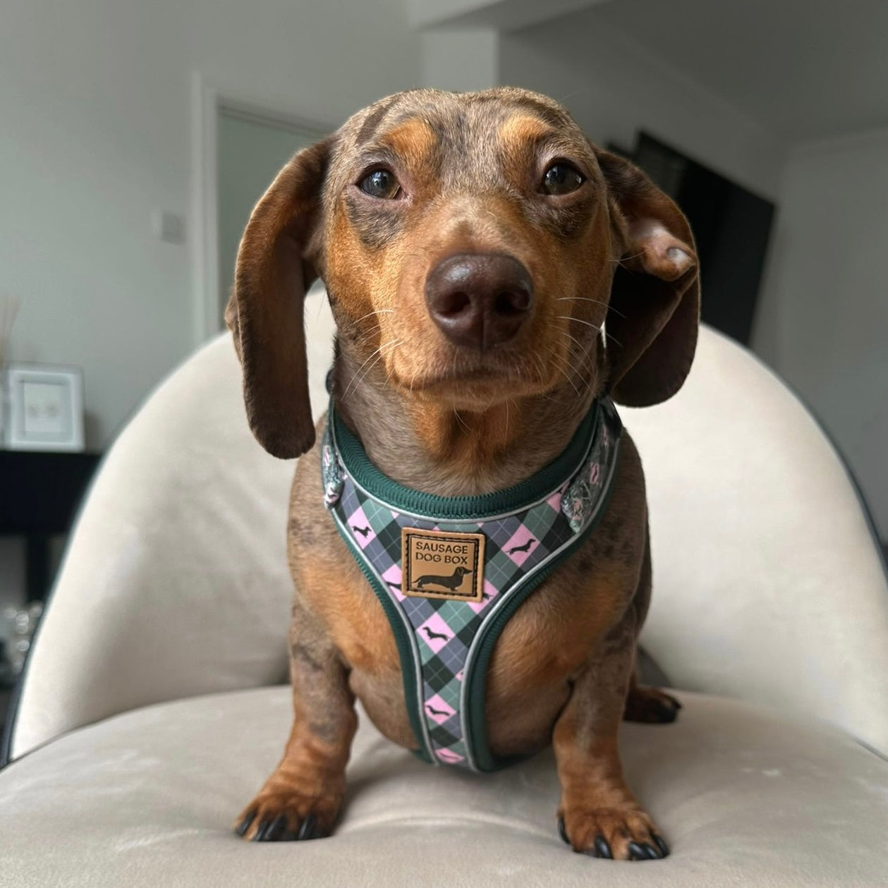 Pink Rosewood Argyle Dachshund Dog Harness