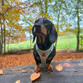Load image into Gallery viewer, Woodland Weens DoxieLite Anti-Rub Sausage Dog Harness
