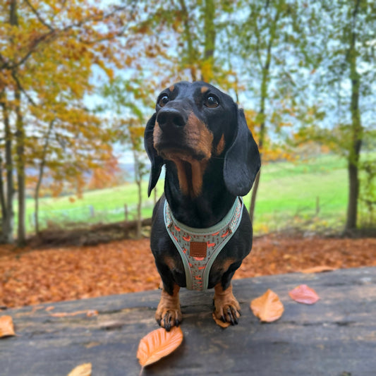 Woodland Weens DoxieLite Anti-Rub Sausage Dog Harness