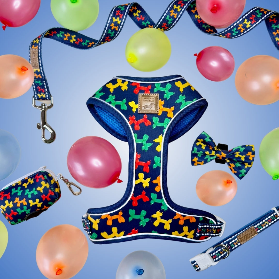 Navy Balloon Dog Adjustable Dachshund Collar - Sausage Dog Box