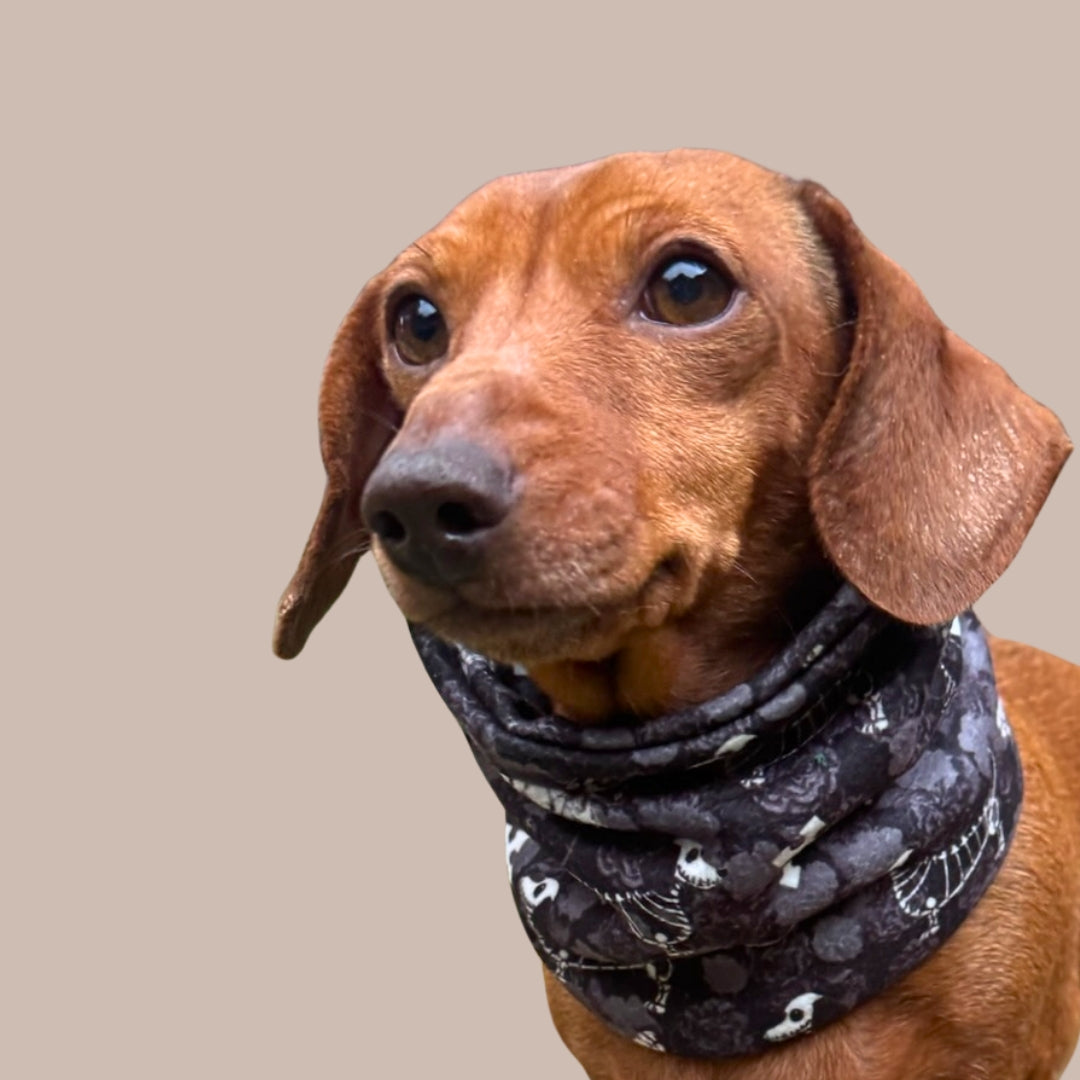 Black Twilight Doxie Dachshund Dog Snood