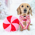 Load image into Gallery viewer, ‘Dashin’ Through The Dough’ Gingerbread Anti-Rub Dachshund Christmas Harness
