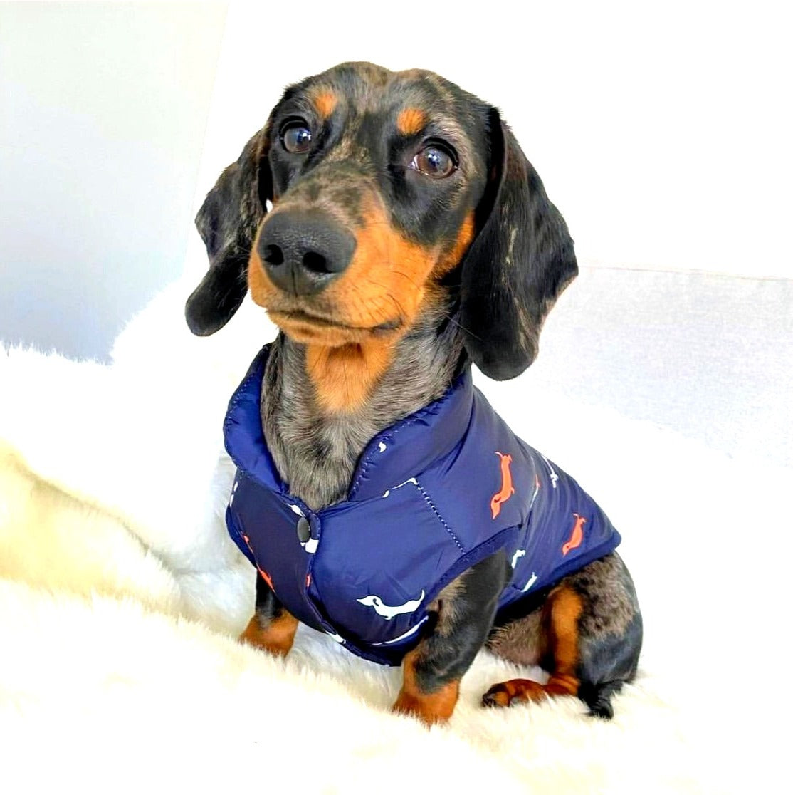 Sausage Dog Box Dachshund Navy Print Fleece Puffer Coat