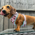 Load image into Gallery viewer, A Dach Of Sweetness Anti-Rub Dachshund Harness - Sausage Dog Box
