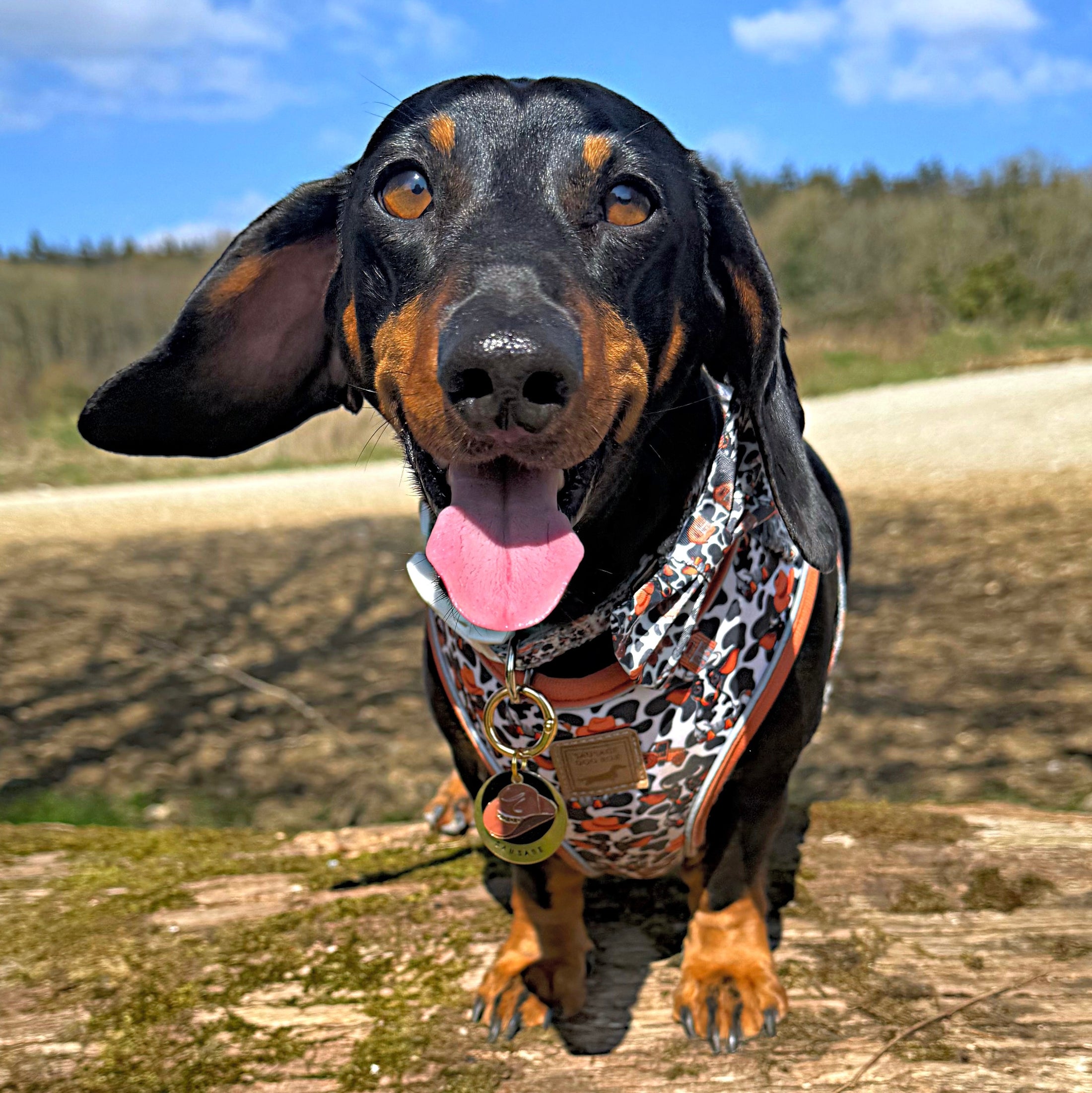 Howdy Cowboy Anti-Rub Harness for Dachshunds / Adjustable Sausage Dog Harness