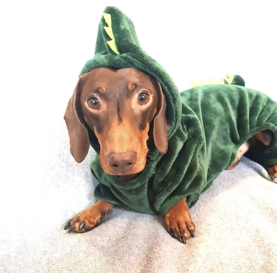 Sausage Dog Box Dachshund Dinosaur Outfit