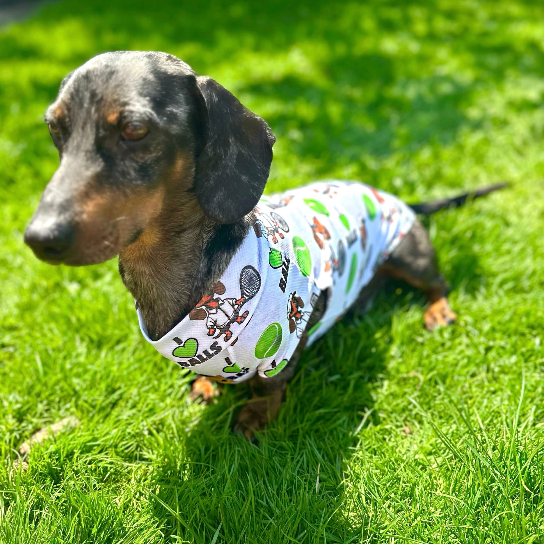 I LOVE BALLS DoxieCool Dachshund Cooling Tee Vest +30 Protection