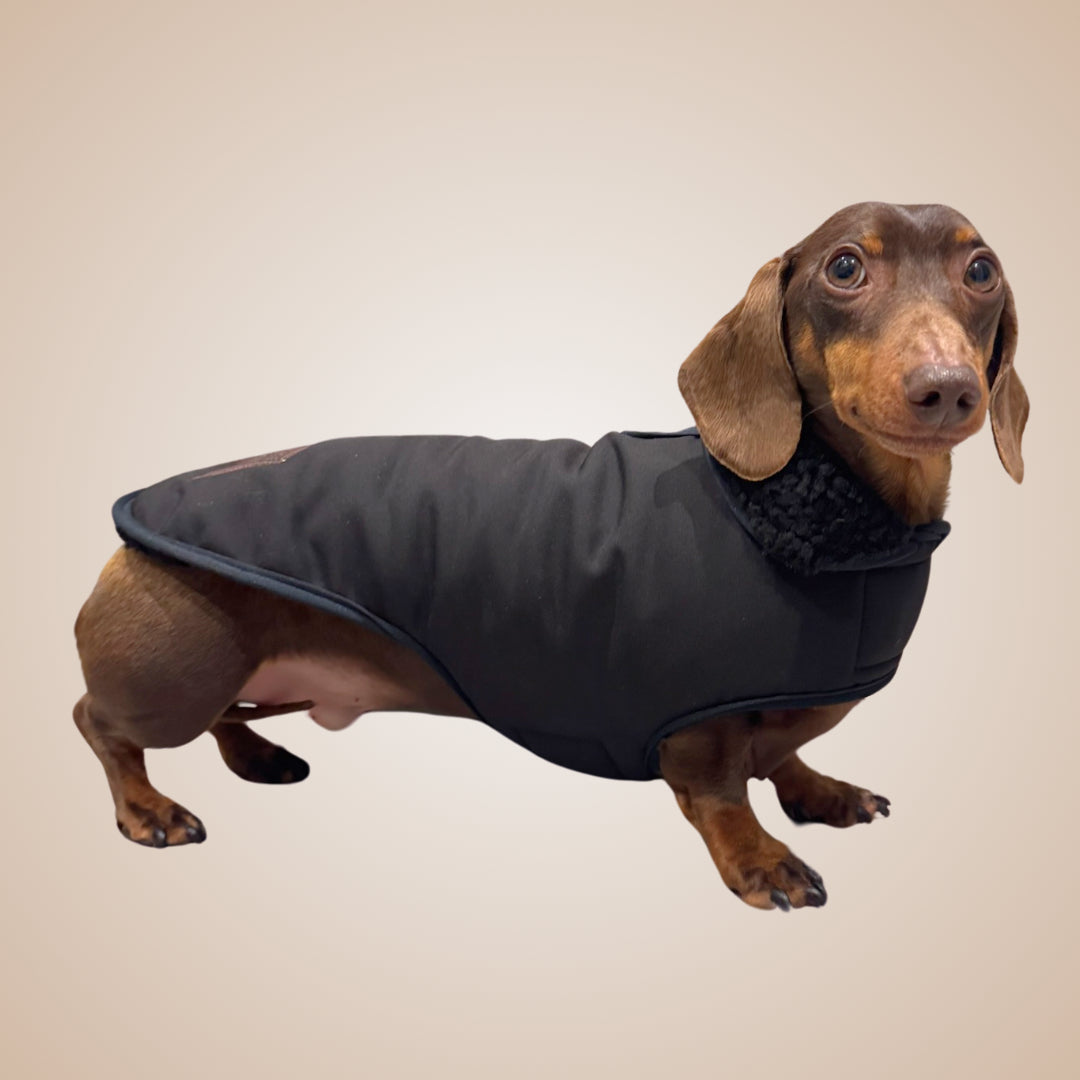 Black Cougar Sherpa Lined Dachshund Dog Coat / Parker Jacket For Sausage Dogs
