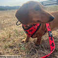 Load image into Gallery viewer, BARK AVENUE Adjustable Harness - 3 colours

