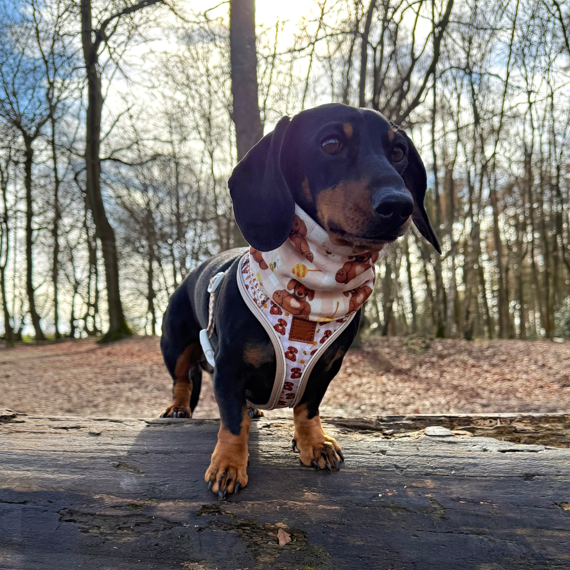 Honey Bear DoxieLite Sausage Dog Anti-Rub Harness