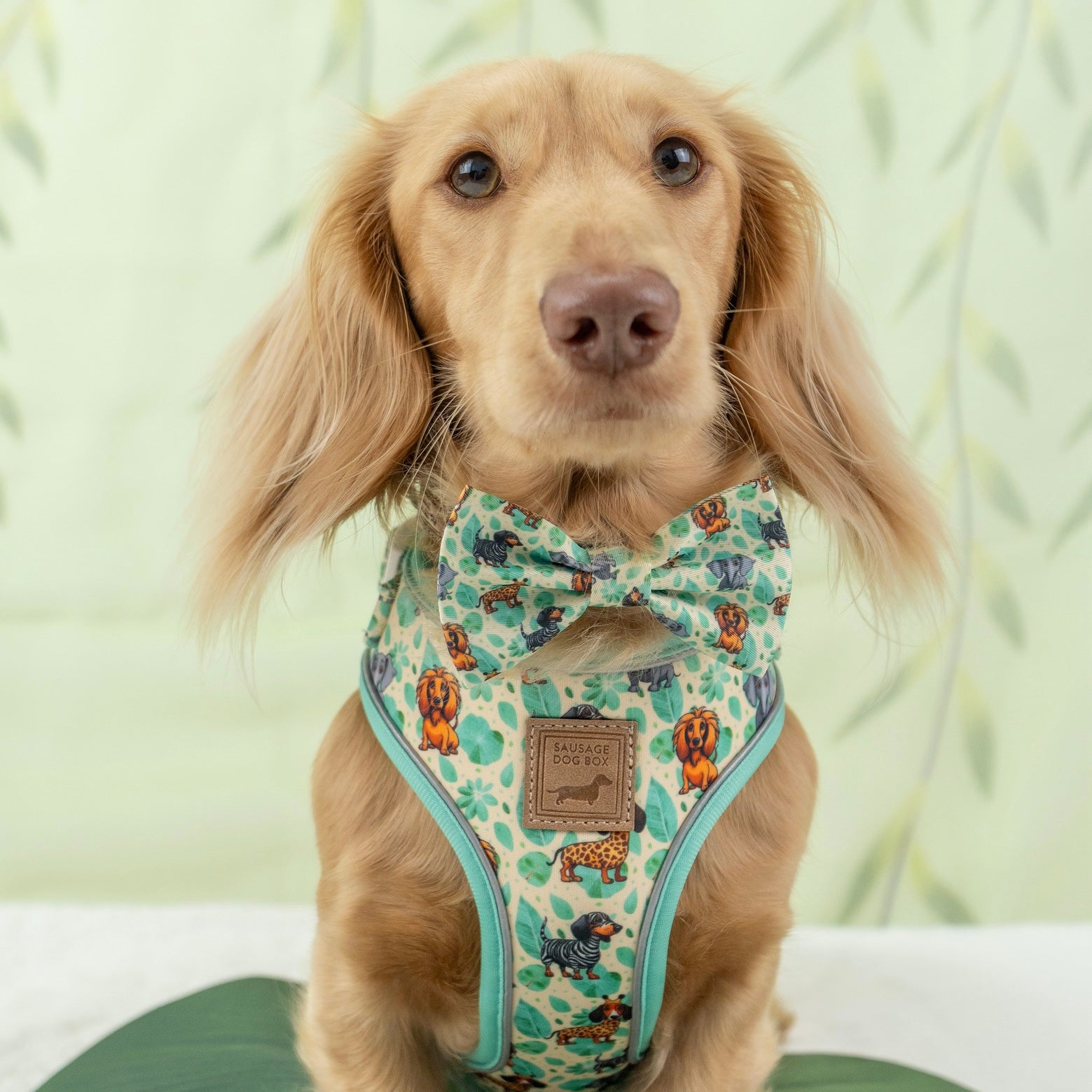 Sniffari Dachshund Anti-Rub Harness