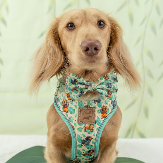 Sniffari Dachshund Anti-Rub Harness