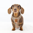 Load image into Gallery viewer, Doxie StepMag Step-in Magnetic Dachshund Harness - Sophisticated Sausage

