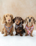 Load image into Gallery viewer, Howdy Cowboy Anti-Rub Harness for Dachshunds / Adjustable Sausage Dog Harness
