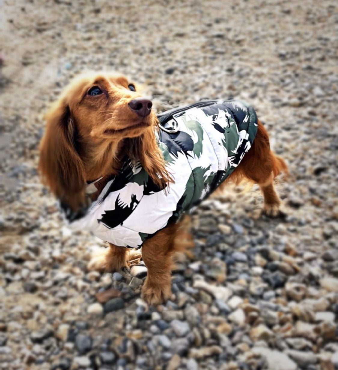 CLEARANCE - Sausage Dog Box Waterproof Step In Puffer Coat - Khaki Print