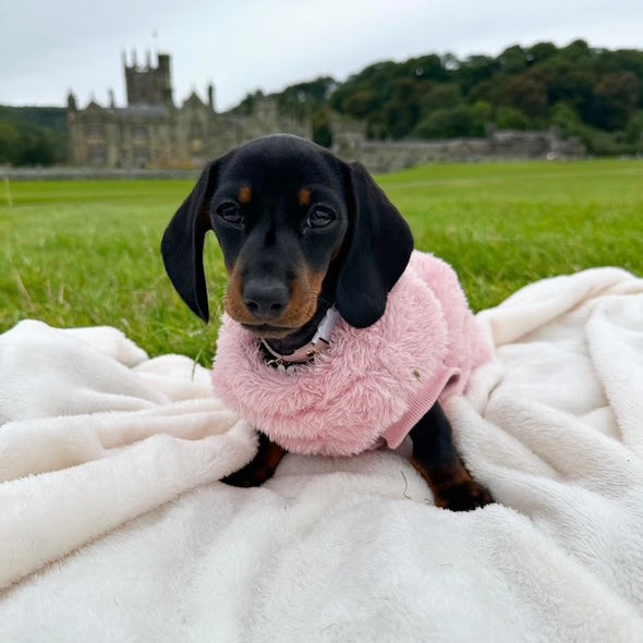 XXS Tiny Puppy Snuggle Dachshund Fleece - 20cm / 8inch Back | Sausage Dog Box