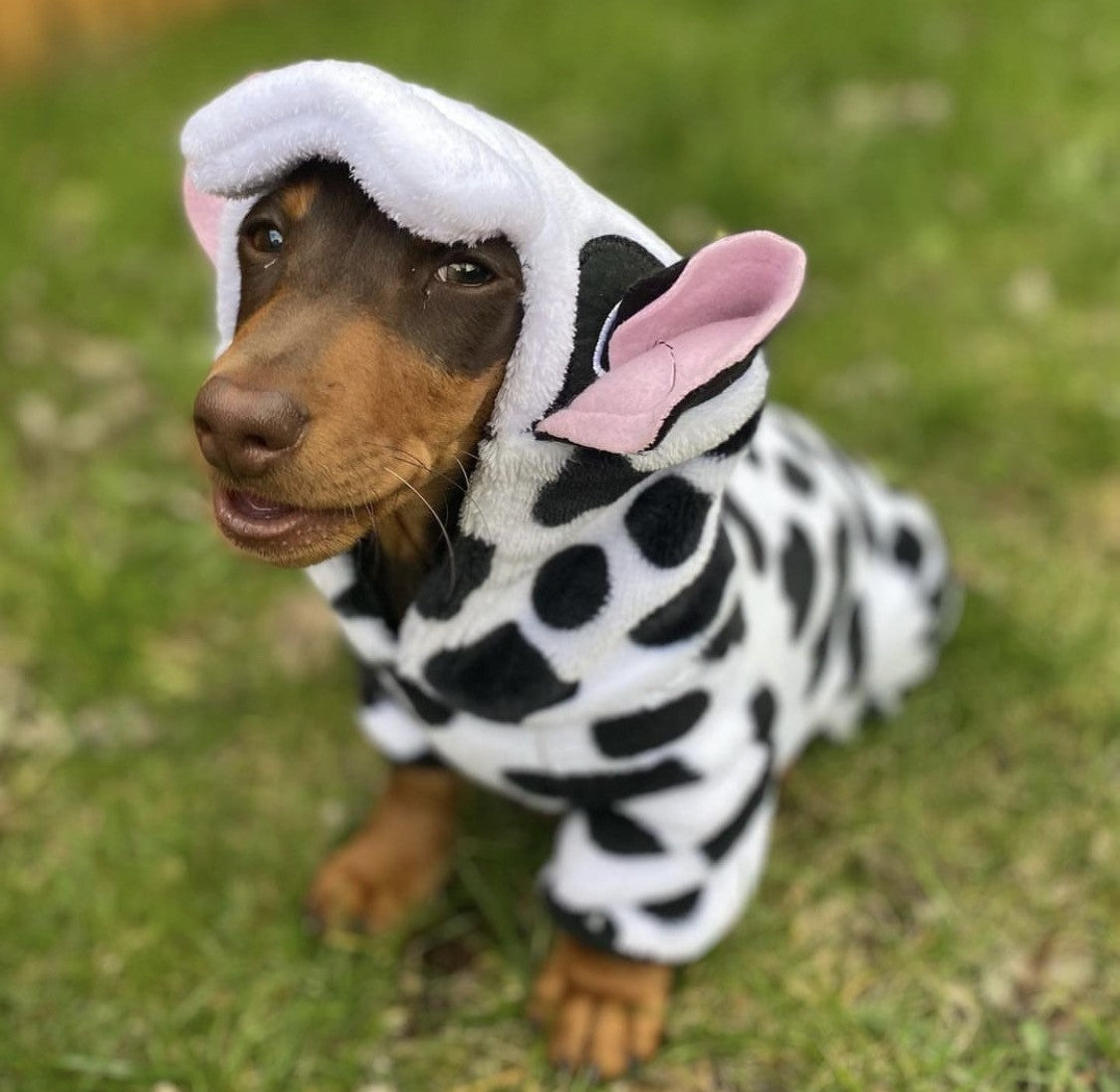 CLEARANCE - Sausage Dog Box, Dachshund Cute Cow Outfit