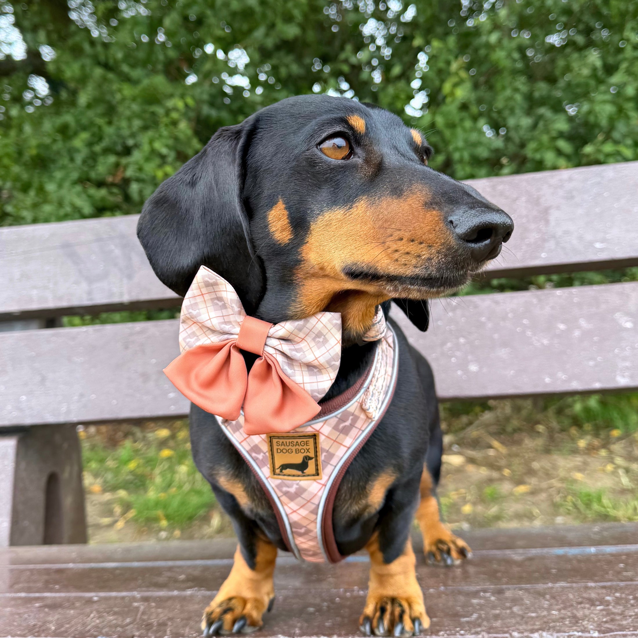 Chestnut Plaid DoxieLite Adjustable Dachshund Harness