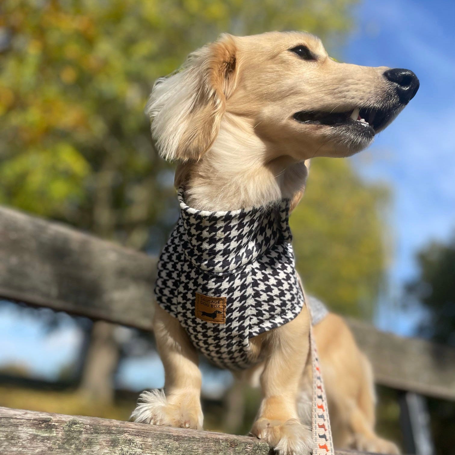 Houndstooth Dachshund Fleece Jumper / Sweater | Sausage Dog Box