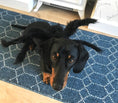 Load image into Gallery viewer, Sausage Dog Box Dachshund Spider Outfit
