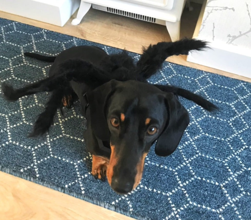 Sausage Dog Box Dachshund Spider Outfit