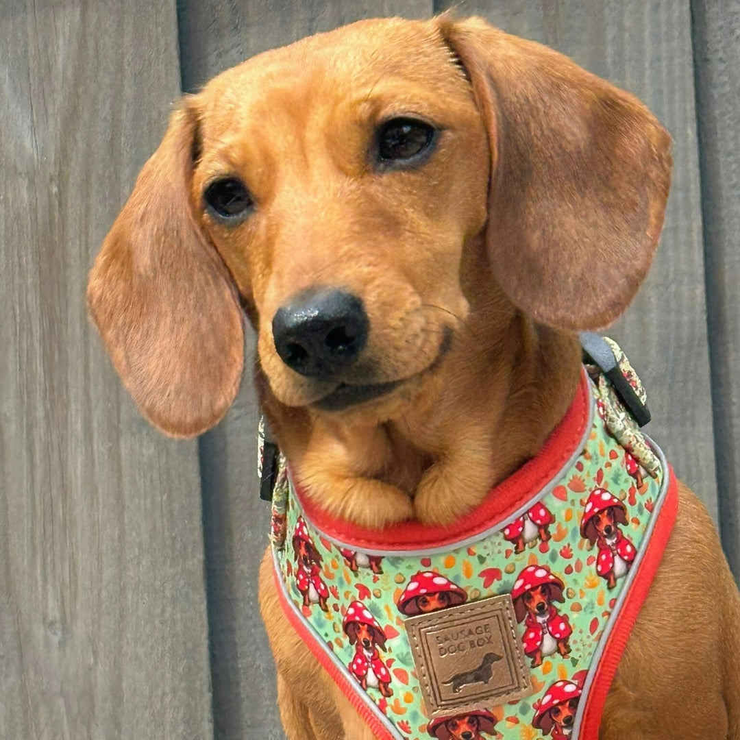 Shroom Dog Anti-Rub Sausage Dog Harness