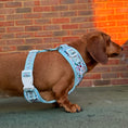 Load image into Gallery viewer, Dachshund Wonderland Anti-Rub Sausage Dog Harness
