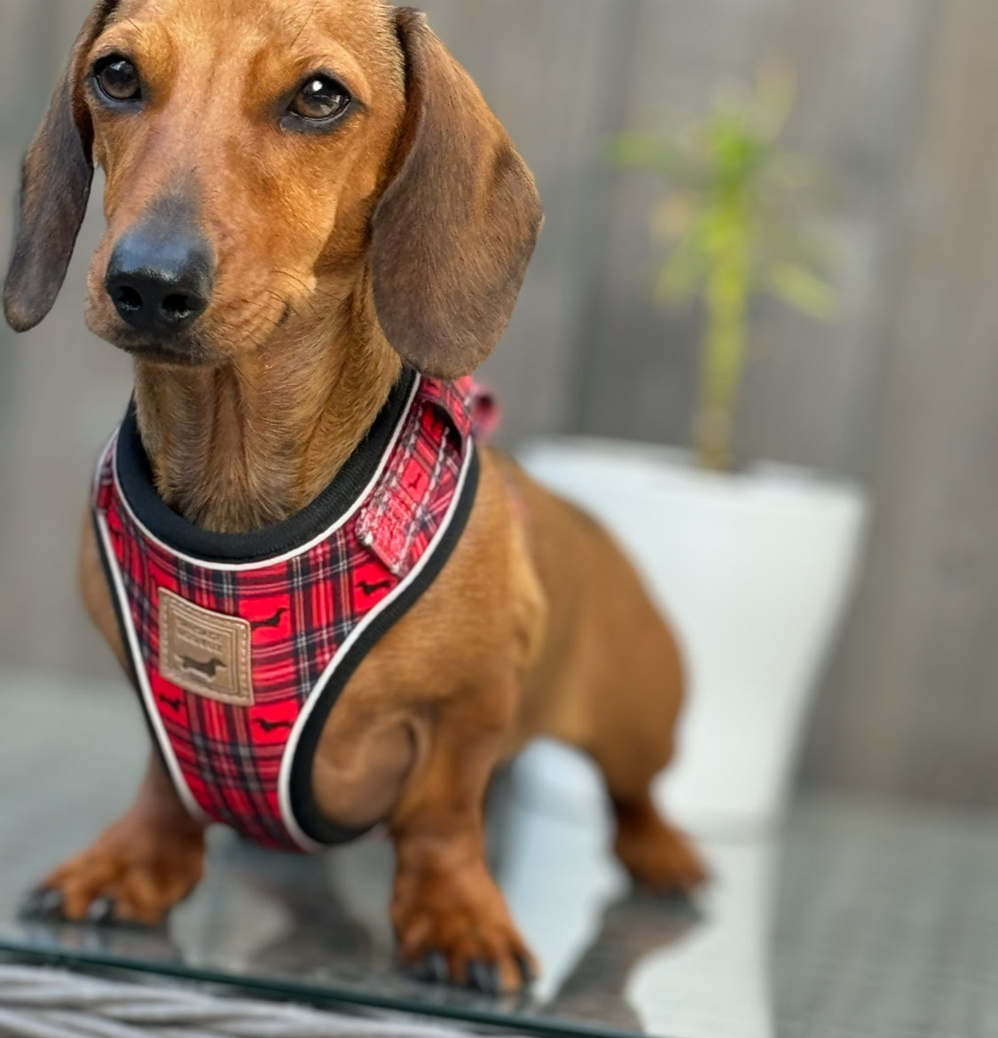 Tart'n Up Anti-Rub Dachshund Harness Red Tartan Sausage Dog Print
