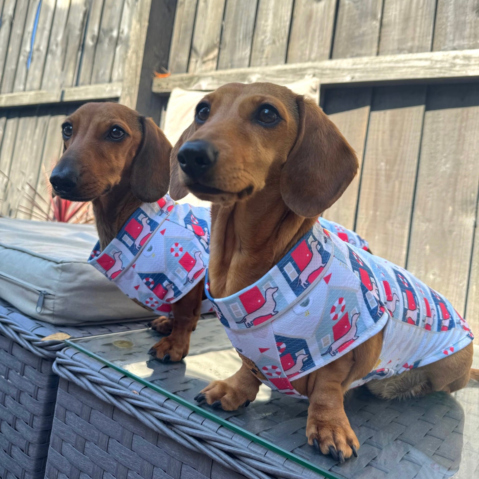 Nautical Sandy Sausage DoxieCool Dachshund Cooling Vest For Dachshund Dogs