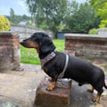 Load image into Gallery viewer, Houndstooth Anti-Rub Dachshund Harness For Sausage Dogs
