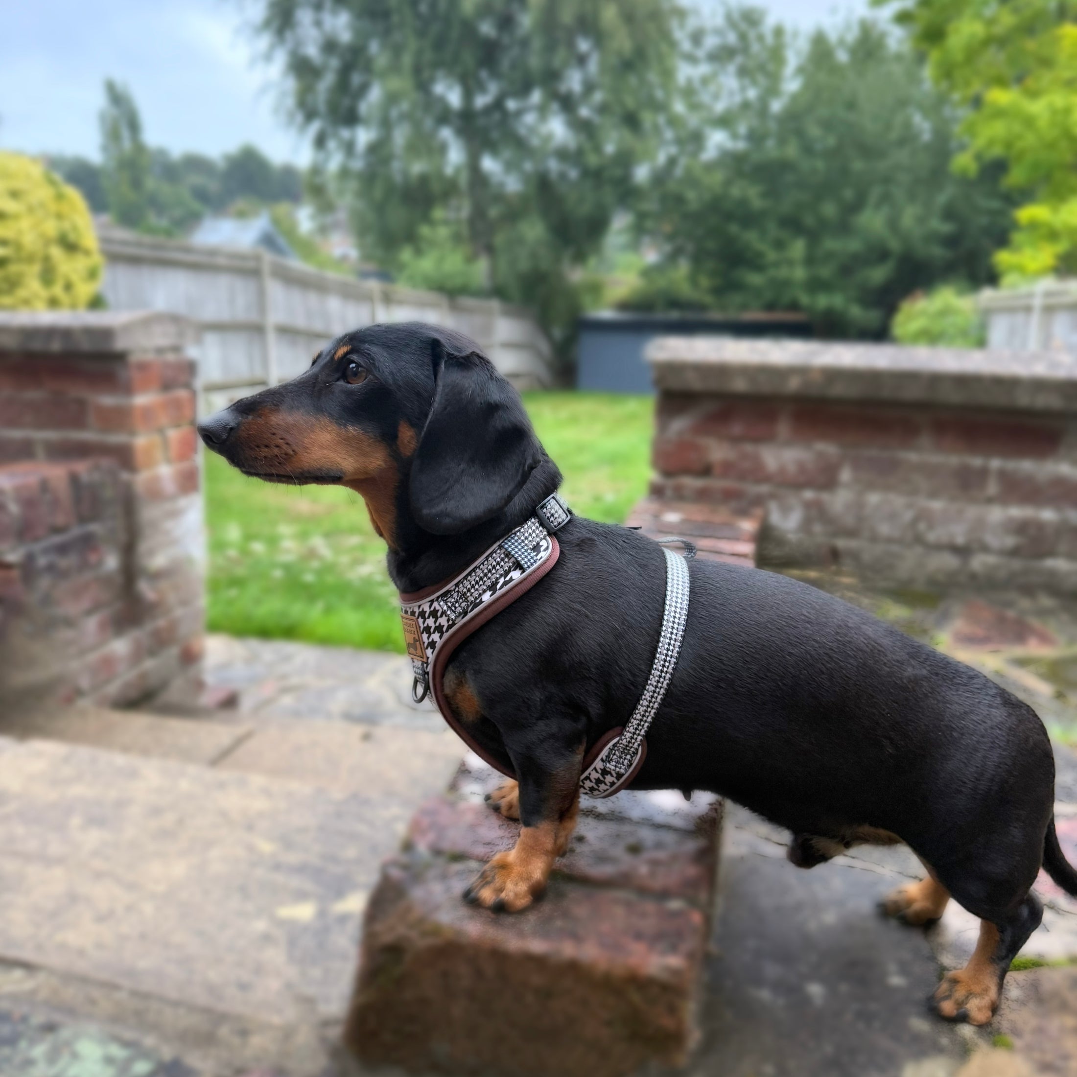 Houndstooth Anti-Rub Dachshund Harness For Sausage Dogs