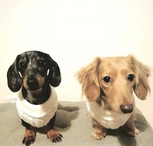 Sausage Dog Box Cosy White Cable Knit Dachshund Jumper