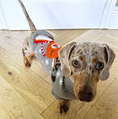Load image into Gallery viewer, Sausage Dog Box Dachshund Reindeer Christmas Jumper
