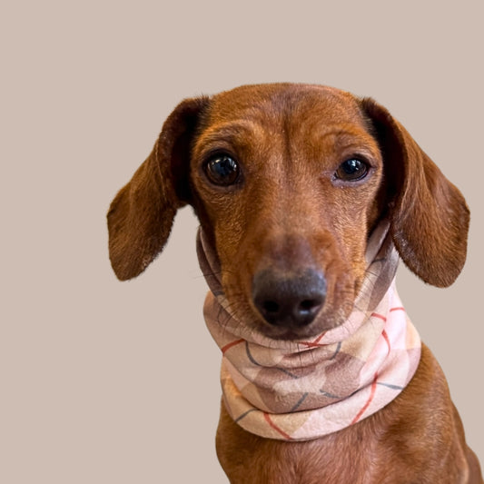 Chestnut Plaid Argyle Dachshund Dog Snood