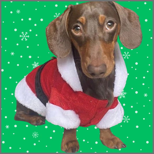 Sausage Dog Box Christmas Santa Outfit with Belt
